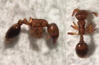 Temnothorax nylanderi