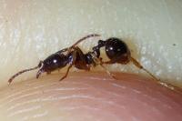 Aphaenogaster subterranea