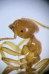 Lasius myops