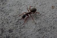 Formica cunicularia