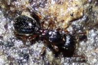 Myrmecina graminicola