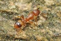 Temnothorax unifasciatus