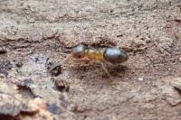 Lasius brunneus
