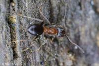 Lasius emarginatus
