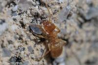 Lasius