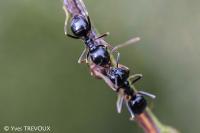 Lasius fuliginosus