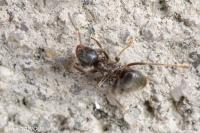 Lasius