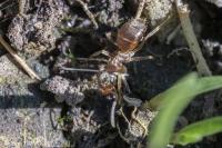 Lasius