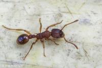 Myrmica