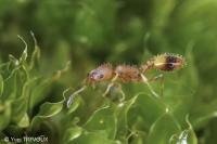 Temnothorax unifasciatus