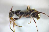 Formica gagates