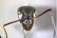 Formica gagates