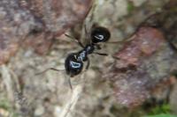 Lasius fuliginosus