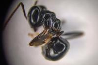 Lasius fuliginosus