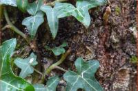 Lasius fuliginosus