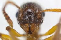 Myrmica ruginodis
