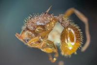 Myrmica ruginodis