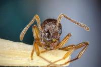 Myrmica ruginodis