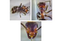 Formica pratensis