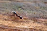 Hypoponera eduardi
