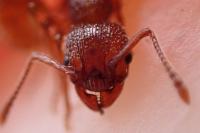 Myrmica sabuleti