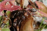 Formica rufibarbis