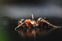 Formica rufibarbis