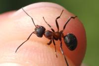 Formica pratensis