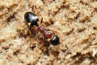 Dolichoderus quadripunctatus