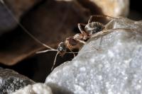 Formica cunicularia