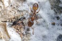 Temnothorax unifasciatus