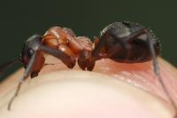 Formica rufa