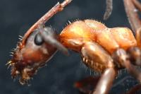Formica rufibarbis