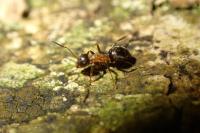 Lasius emarginatus