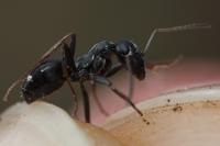 Formica fusca