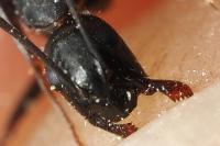 Camponotus aethiops