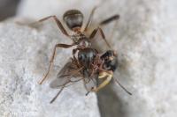 Formica cunicularia