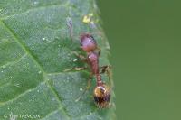 Temnothorax