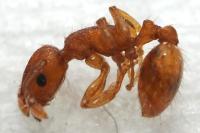 Temnothorax pardoi