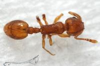 Temnothorax pardoi