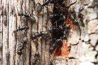 Camponotus vagus