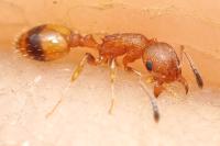 Temnothorax unifasciatus