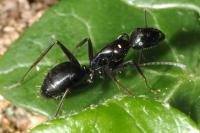 Camponotus aethiops