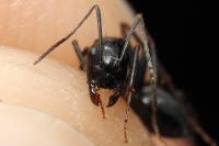 Camponotus aethiops