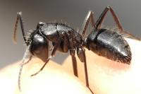 Camponotus vagus