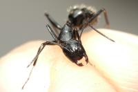 Camponotus vagus
