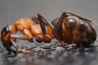 Formica polyctena