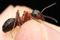 Formica rufibarbis