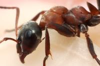 Formica rufibarbis