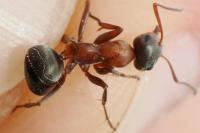 Formica rufibarbis